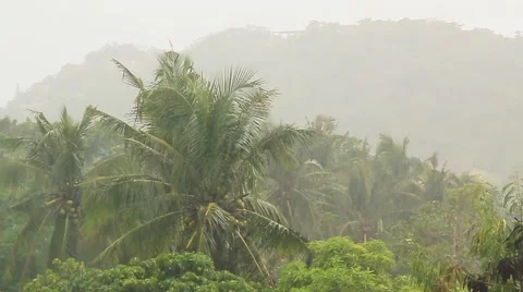 Tropical forest in the frame. There is a heavy rain. Stock Footage 58914192