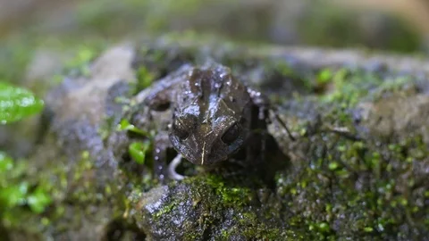 Tropical Forest Frog Stock Footage 88830088