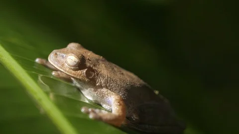 Tropical Forest Frog Stock Footage 88830221