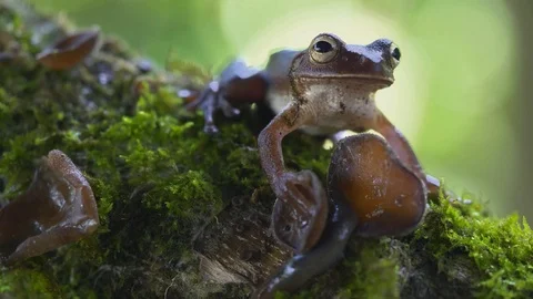 Tropical Forest Frog Stock Footage 88882881