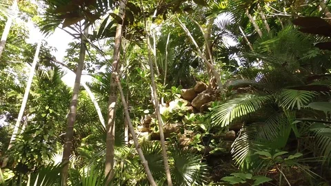Tropical Forest at Garden of the Groves, Freeport Grand Bahama Stock Footage 99295083