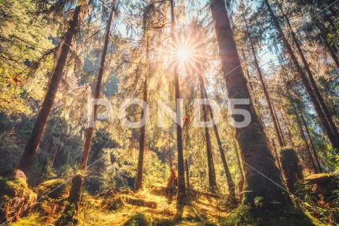 Tropical forest with green trees at sunset in autumn Stock Photos