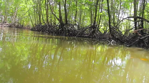 Tropical forest growing on the water Stock Footage 64214591