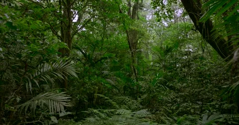 Tropical forest interior. Background of a rainforest. Drone view of Bali. Stock Footage 253105445