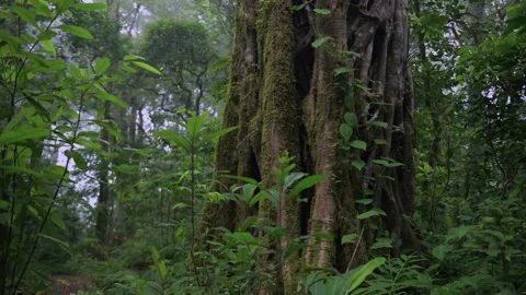 Tropical forest interior. Background of a rainforest. Drone view of Bali. Stock Footage 253421549