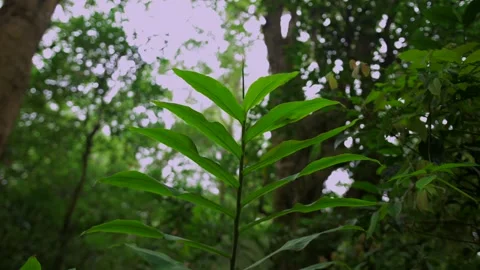 Tropical forest interior. Background of a rainforest. Drone view of Bali. Stock Footage 253421649
