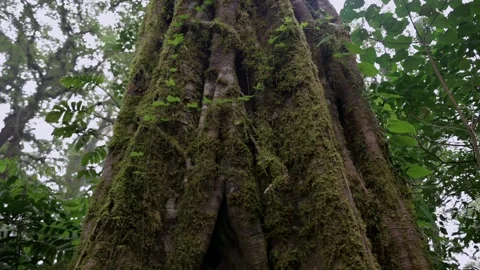 Tropical forest interior. Background of a rainforest. Drone view of Bali. Stock Footage 253422047