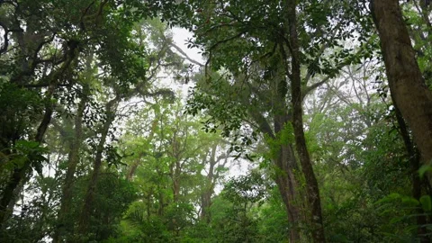 Tropical forest interior. Background of a rainforest. Drone view of Bali. Stock Footage 253422065
