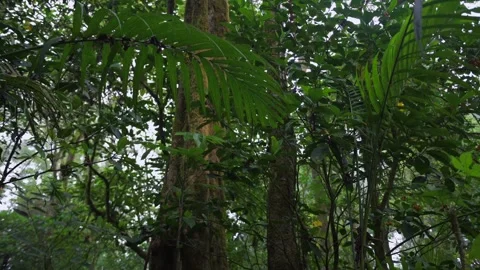 Tropical forest interior. Background of a rainforest. Drone view of Bali. Stock Footage 253422240