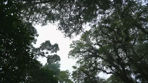 Tropical forest interior. Background of a rainforest. Drone view of Bali. Stock Footage 253422485