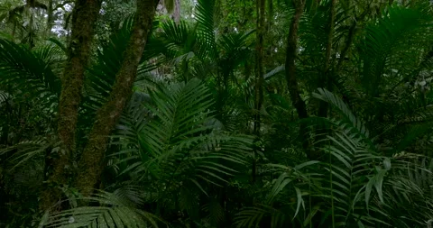 Tropical forest interior. Background of a rainforest. Drone view of Bali. Stock Footage 253422559