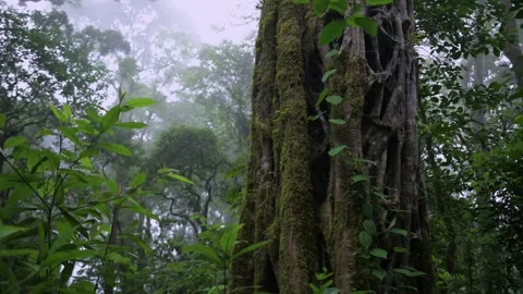 Tropical forest interior. Background of a rainforest. Drone view of Bali. Stock Footage 254022374
