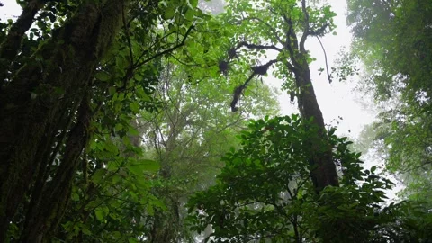 Tropical forest interior. Background of a rainforest. Drone view of Bali. Stock Footage 254022406