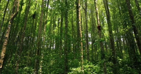 Tropical forest interior. Background of a rainforest. Drone view of Bali. Stock Footage 255042694