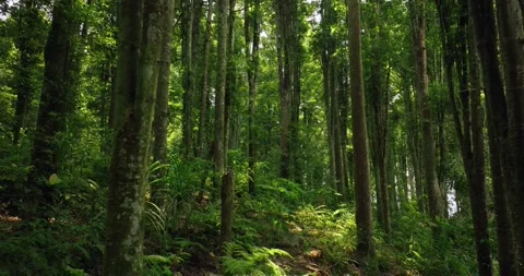 Tropical forest interior. Background of a rainforest. Drone view of Bali. Stock Footage 255042731