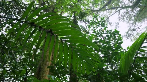 Tropical forest interior. Background of a rainforest. Drone view of Bali. Stock Footage 255042739