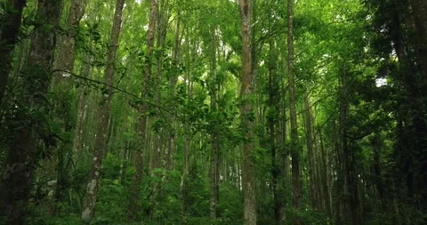 Tropical forest interior. Background of a rainforest. Drone view of Bali. Stock Footage 255042856