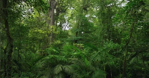 Tropical forest interior. Background of a rainforest. Drone view of Bali. Video stock 255042890