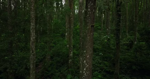 Tropical forest interior. Background of a rainforest. Drone view of Bali. Stock Footage 255043316
