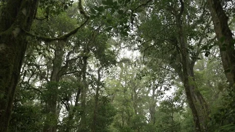 Tropical forest interior. Background of a rainforest. Drone view of Bali. Stock Footage 255103453