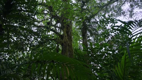 Tropical forest interior. Background of a rainforest. Drone view of Bali. Stock Footage 255103557