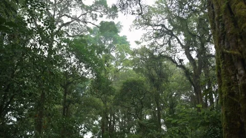 Tropical forest interior. Background of a rainforest. Drone view of Bali. Stock Footage 255103675