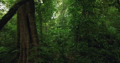 Tropical forest interior. Background of a rainforest. Drone view of Bali. Stock Footage 255103964