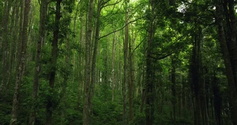 Tropical forest interior. Background of a rainforest. Drone view of Bali. Stock Footage 255103970