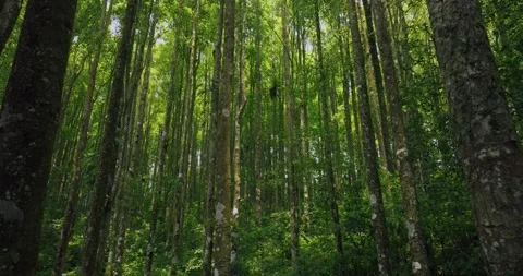 Tropical forest interior. Background of a rainforest. Drone view of Bali. Stock Footage 255104015