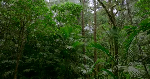 Tropical forest interior. Background of a rainforest. Drone view of Bali. Stock Footage 255217177