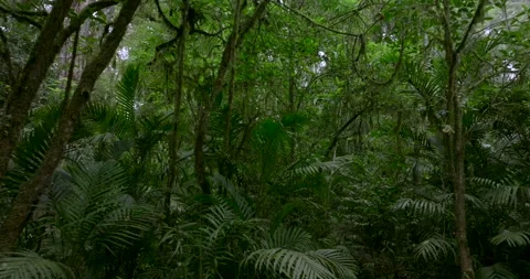 Tropical forest interior. Background of a rainforest. Drone view of Bali. Stock Footage 255342670