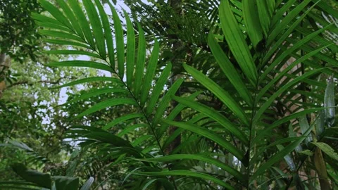 Tropical forest interior. Background of a rainforest. Drone view of Bali. Stock Footage 255342681