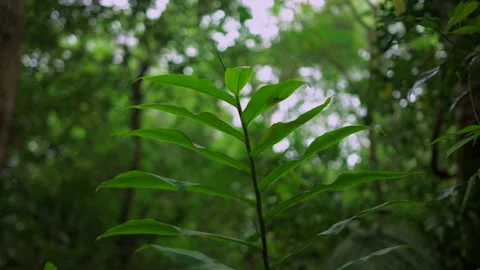Tropical forest interior. Background of a rainforest. Drone view of Bali. Stock Footage 255414250