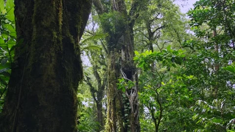 Tropical forest interior. Background of a rainforest. Drone view of Bali. Stock Footage 255415186