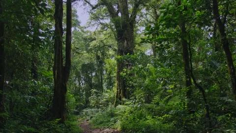 Tropical forest interior. Background of a rainforest. Drone view of Bali. Video stock 255415250