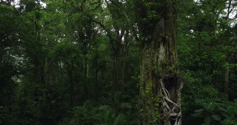 Tropical forest interior. Background of a rainforest. Drone view of Bali. Stock Footage 255415551