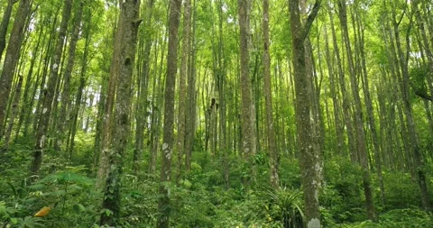 Tropical forest interior. Background of a rainforest. Drone view of Bali. Stock Footage 255415565