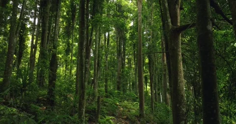 Tropical forest interior. Background of a rainforest. Drone view of Bali. Stock Footage 255415585