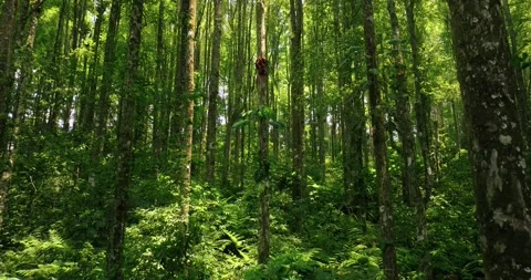 Tropical forest interior. Background of a rainforest. Drone view of Bali. Stock Footage 255478806