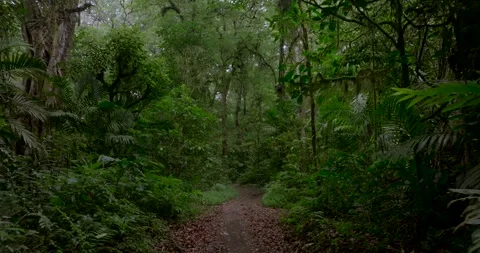 Tropical forest interior. Background of a rainforest. Drone view of Bali. Stock Footage 255478832