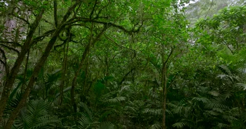 Tropical forest interior. Background of a rainforest. Drone view of Bali. Video stock 255686963