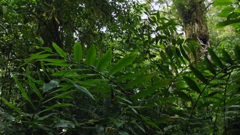Tropical forest interior. Background of a rainforest. Drone view of Bali. Stock Footage 255686988