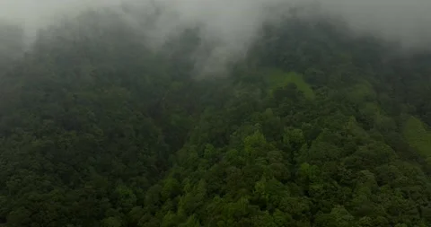 Tropical forest interior. Background of a rainforest. Drone view of Bali. Stock Footage 255686991