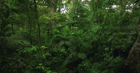 Tropical forest interior. Background of a rainforest. Drone view of Bali. Stock Footage 255687078