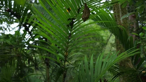 Tropical forest interior. Background of a rainforest. Drone view of Bali. Stock Footage 255789043