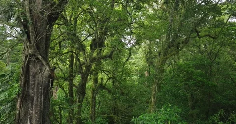 Tropical forest interior. Background of a rainforest. Drone view of Bali. Video stock 255789190