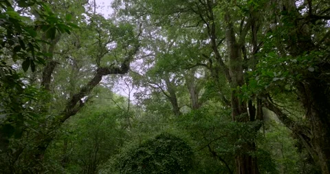 Tropical forest interior. Background of a rainforest. Drone view of Bali. Stock Footage 255842731