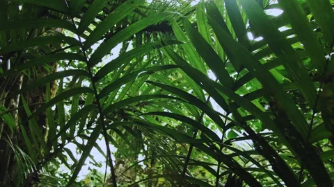 Tropical forest interior. Background of a rainforest. Drone view of Bali. Stock Footage 255992875