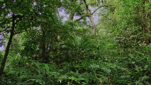 Tropical forest interior. Background of a rainforest. Drone view of Bali. Stock Footage 255992898