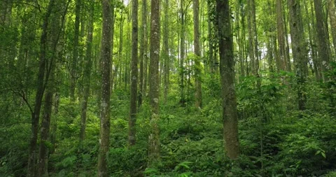 Tropical forest interior. Background of a rainforest. Drone view of Bali. Stock Footage 256052784
